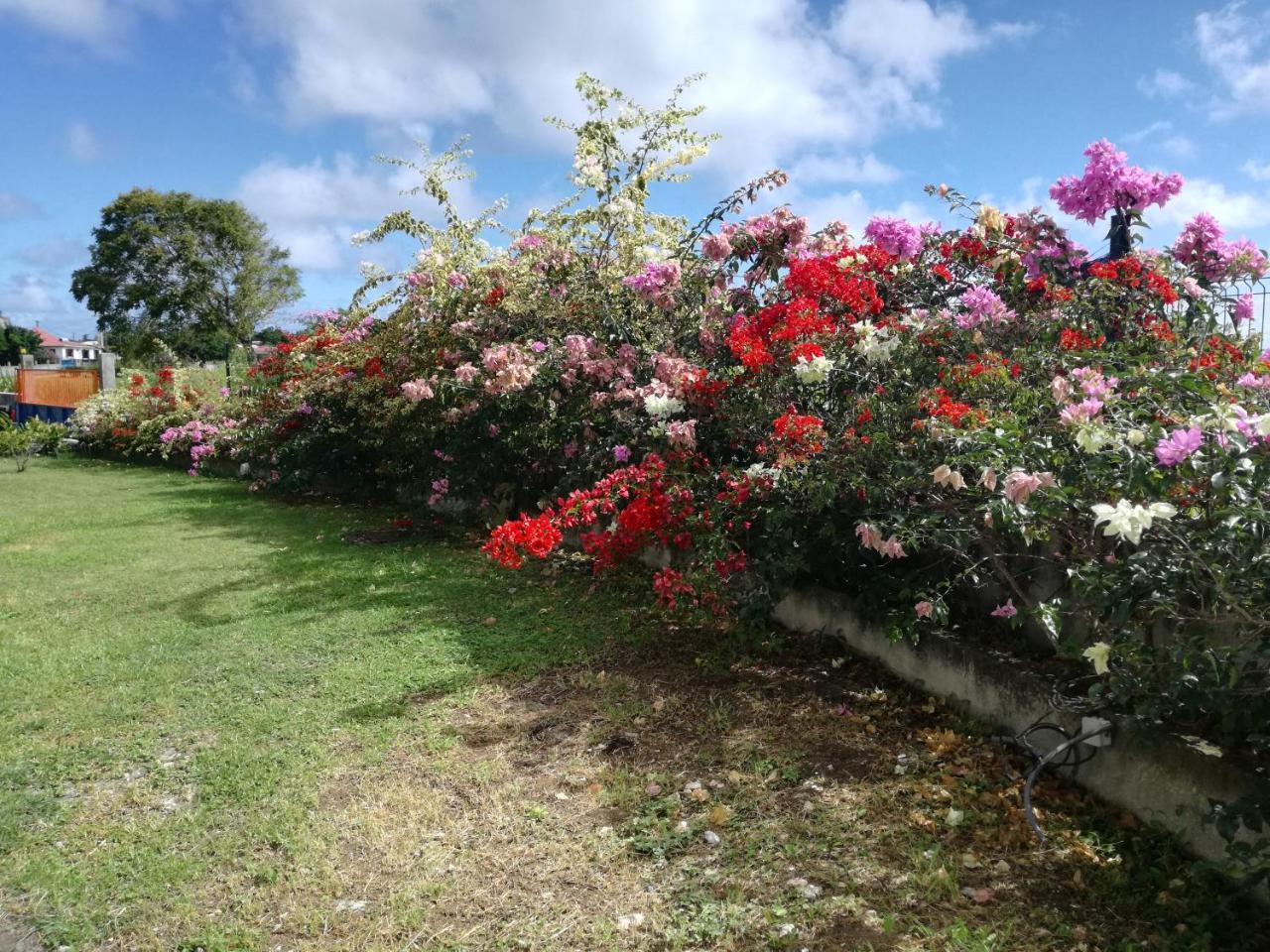 Au Jardin De Beausejour Ξενοδοχείο Capesterre Εξωτερικό φωτογραφία